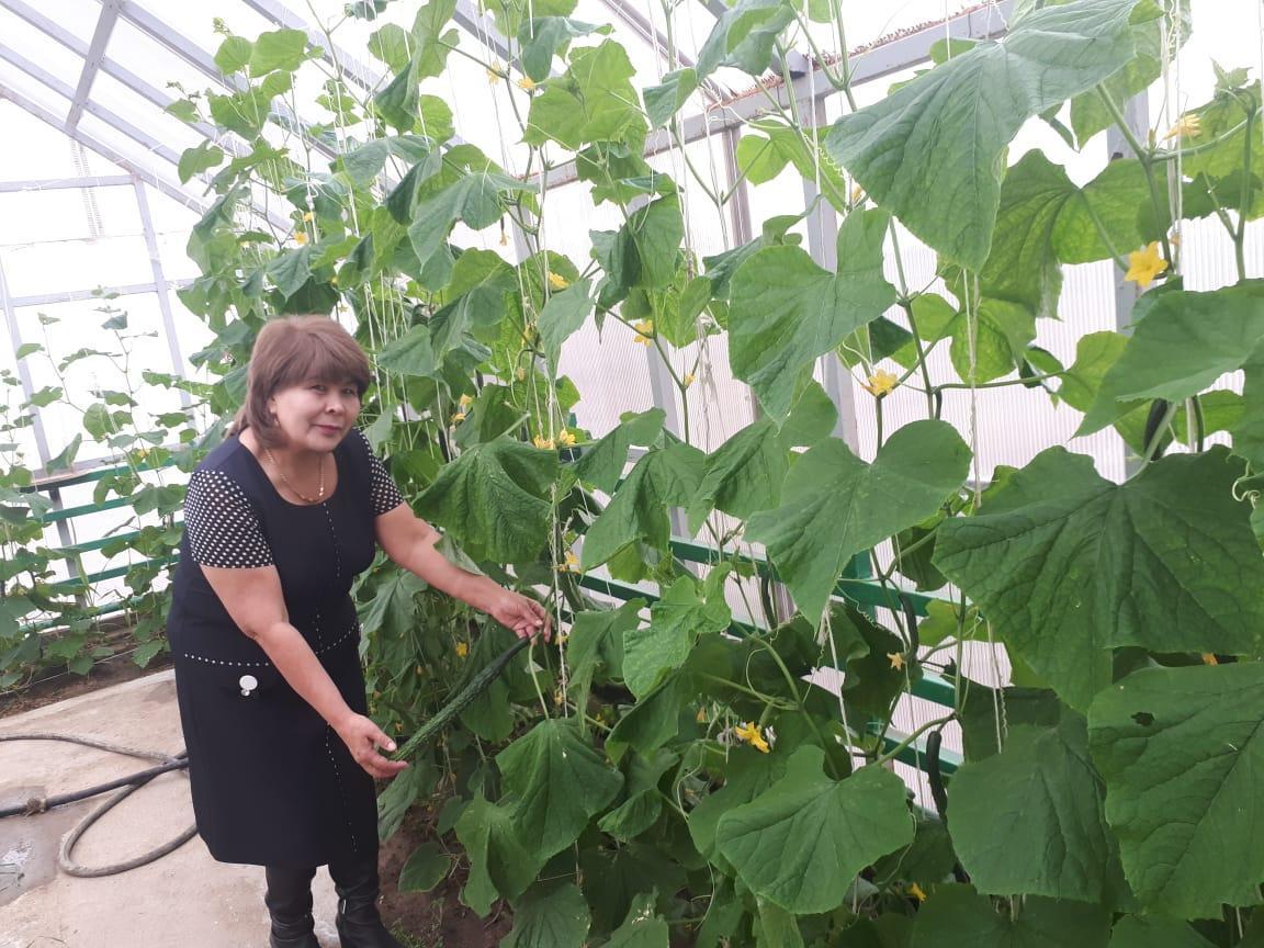 Жылыжайдағы көкөністер